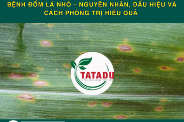 BỆNH ĐỐM LÁ NHỎ – NGUYÊN NHÂN, DẤU HIỆU VÀ CÁCH PHÒNG TRỊ HIỆU QUẢ