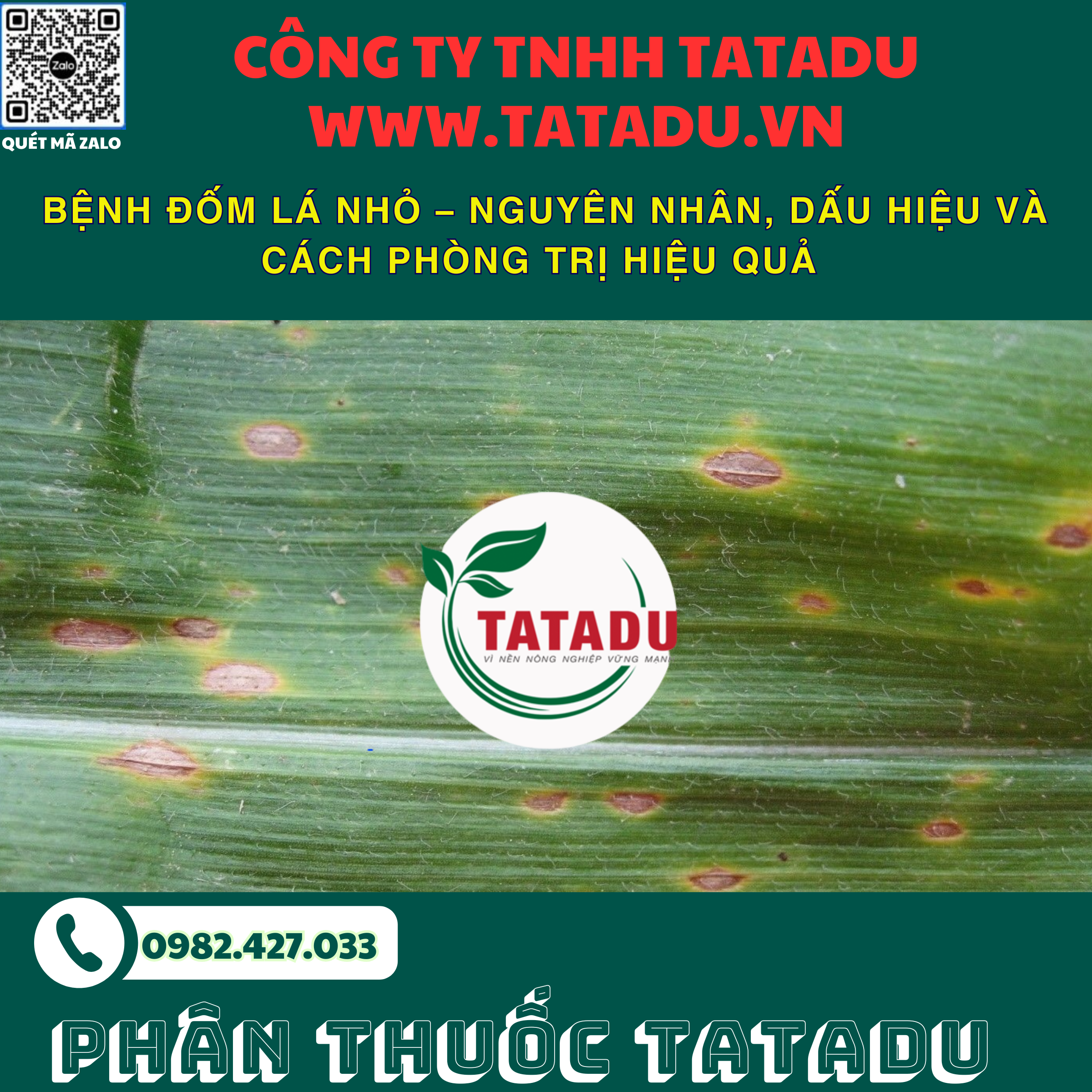 BENH DOM LA NHO – NGUYEN NHAN DAU HIEU VA CACH PHONG TRI HIEU QUA