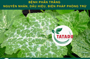 BỆNH PHẤN TRẮNG – NGUYÊN NHÂN, DẤU HIỆU, BIỆN PHÁP PHÒNG TRỪ