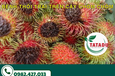 BỆNH THỐI TRÁI TRÊN CÂY CHÔM CHÔM