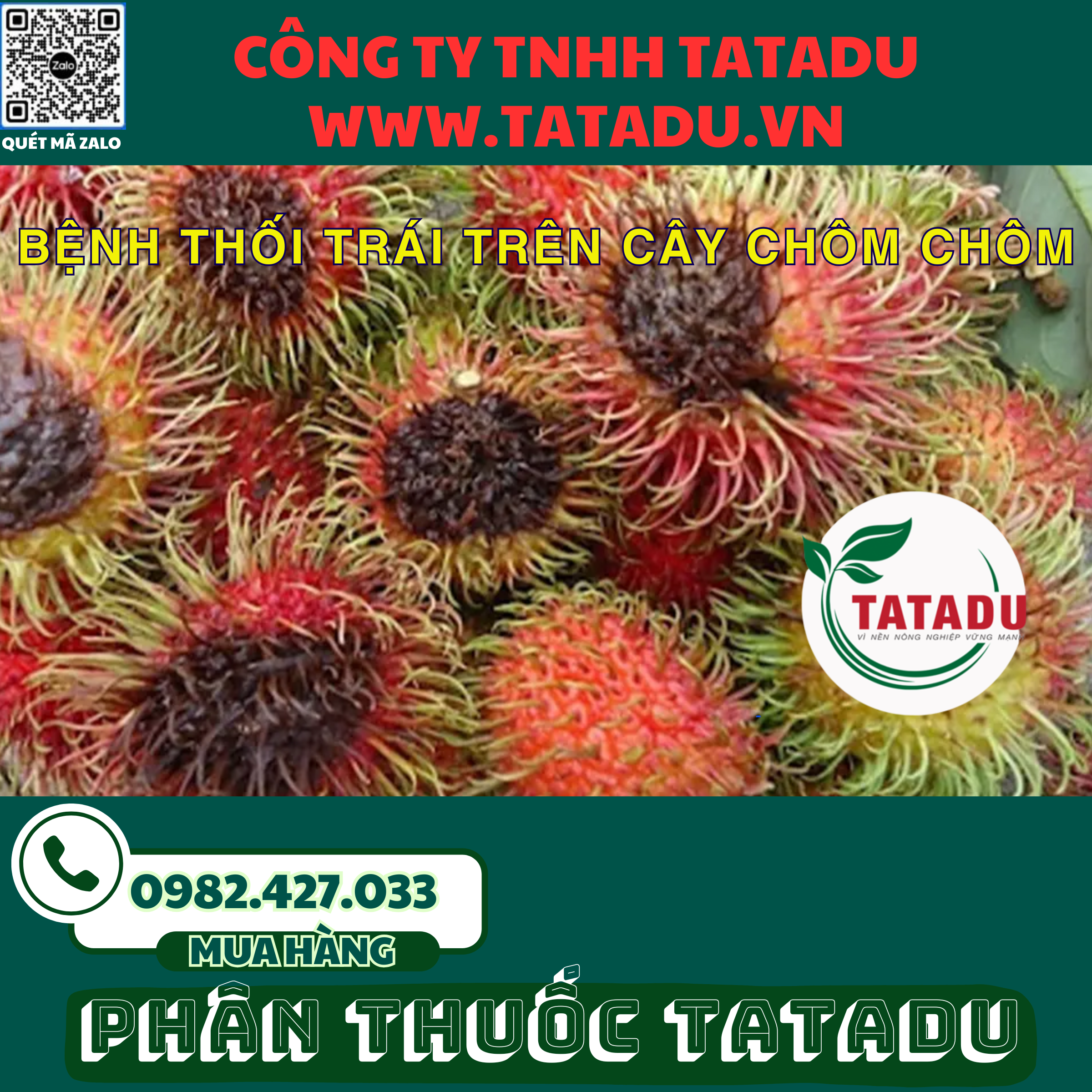 BENH THOI TRAI TREN CAY CHOM CHOM 1