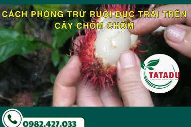 CÁCH PHÒNG TRỪ RUỒI ĐỤC TRÁI TRÊN CÂY CHÔM CHÔM