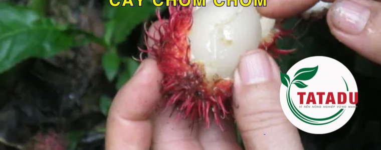 CACH PHONG TRU RUOI DUC TRAI TREN CAY CHOM CHOM 1