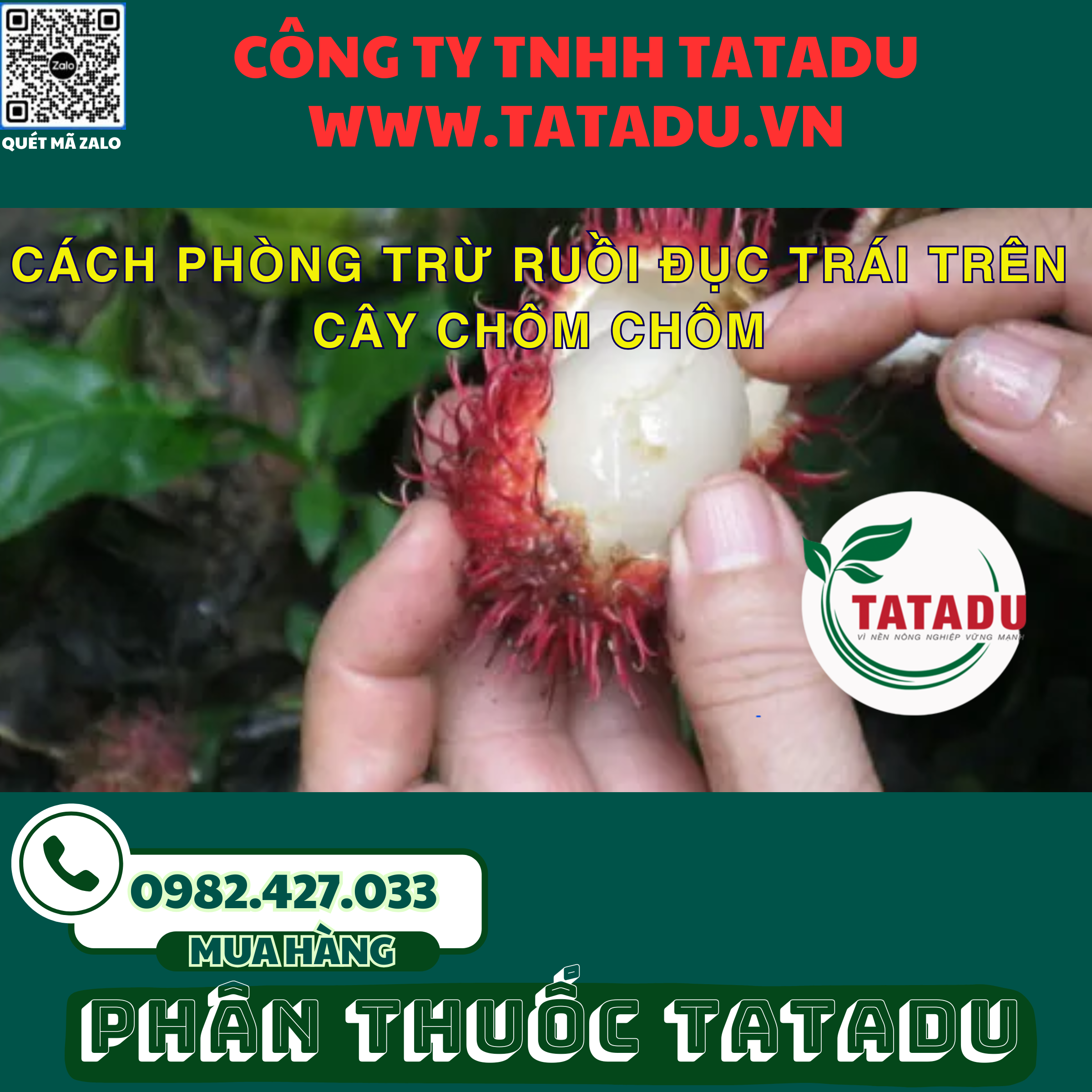 CACH PHONG TRU RUOI DUC TRAI TREN CAY CHOM CHOM 1