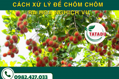 CÁCH XỬ LÝ ĐỂ CHÔM CHÔM RA HOA NGHỊCH VỤ