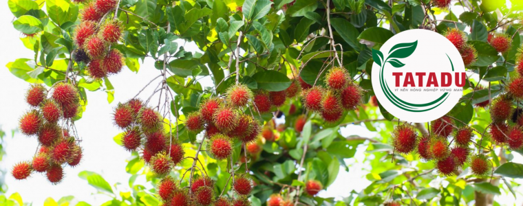 CACH XU LY DE CHOM CHOM RA HOA NGHICH VU