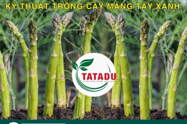 KỸ THUẬT TRỒNG CÂY MĂNG TÂY XANH