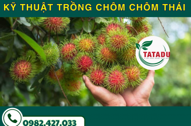 KỸ THUẬT TRỒNG CHÔM CHÔM THÁI