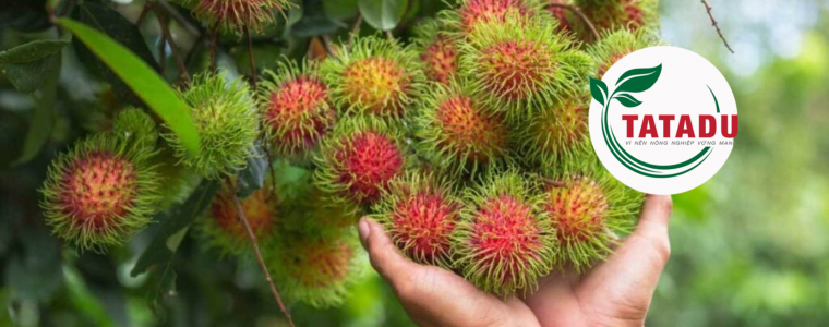 KY THUAT TRONG CHOM CHOM THAI