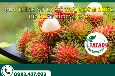 QUY TRÌNH XỬ LÝ ĐỂ TRÁI CHÔM CHÔM CÓ CHẤT LƯỢNG CAO