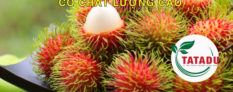 QUY TRINH XU LY DE TRAI CHOM CHOM CO CHAT LUONG CAO 1