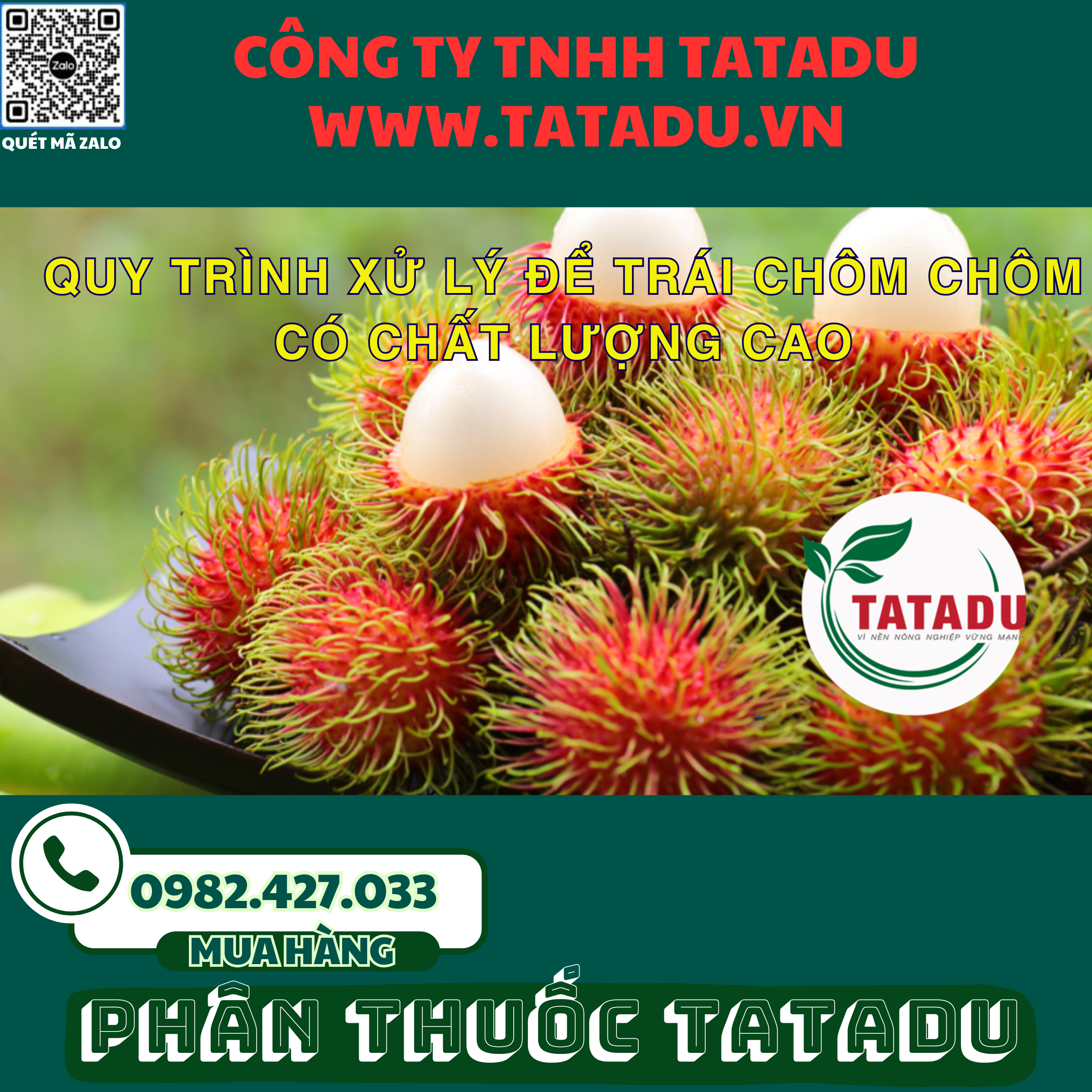 QUY TRINH XU LY DE TRAI CHOM CHOM CO CHAT LUONG CAO 1 QUY TRINH XU LY DE TRAI CHOM CHOM CO CHAT LUONG CAO 1