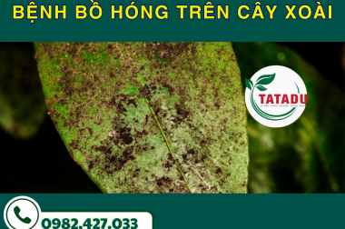 BỆNH BỒ HÓNG TRÊN CÂY XOÀI