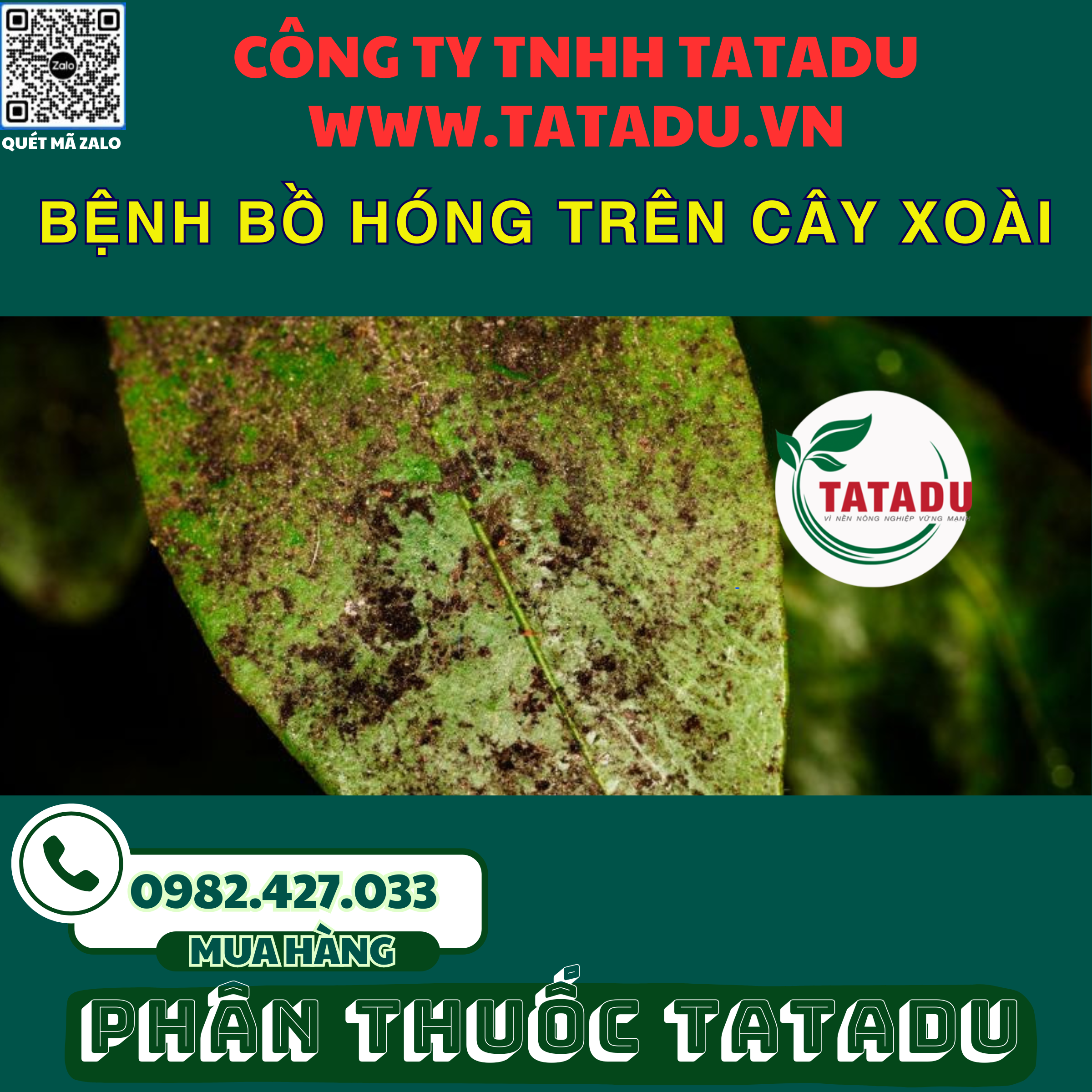 BENH BO HONG TREN CAY XOAI