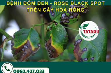 BỆNH ĐỐM ĐEN – ROSE BLACK SPOT TRÊN CÂY HOA HỒNG