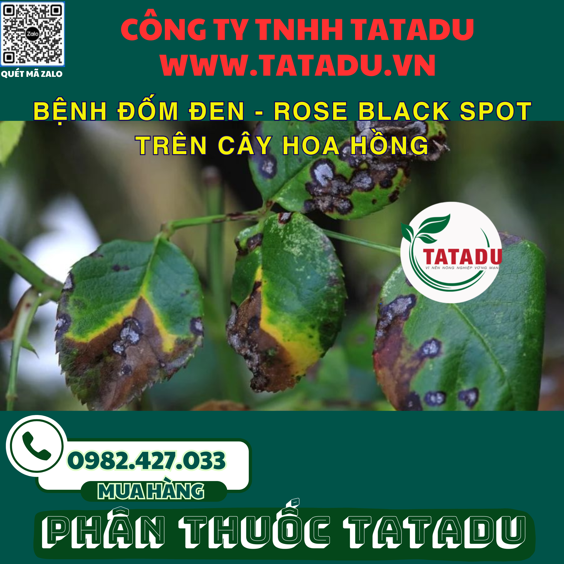 BENH DOM DEN ROSE BLACK SPOT TREN CAY HOA HONG