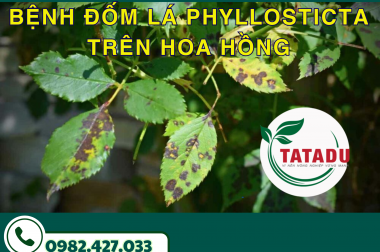 BỆNH ĐỐM LÁ PHYLLOSTICTA TRÊN CÂY HOA HỒNG