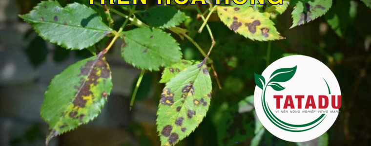 BENH DOM LA PHYLLOSTICTA TREN HOA HONG