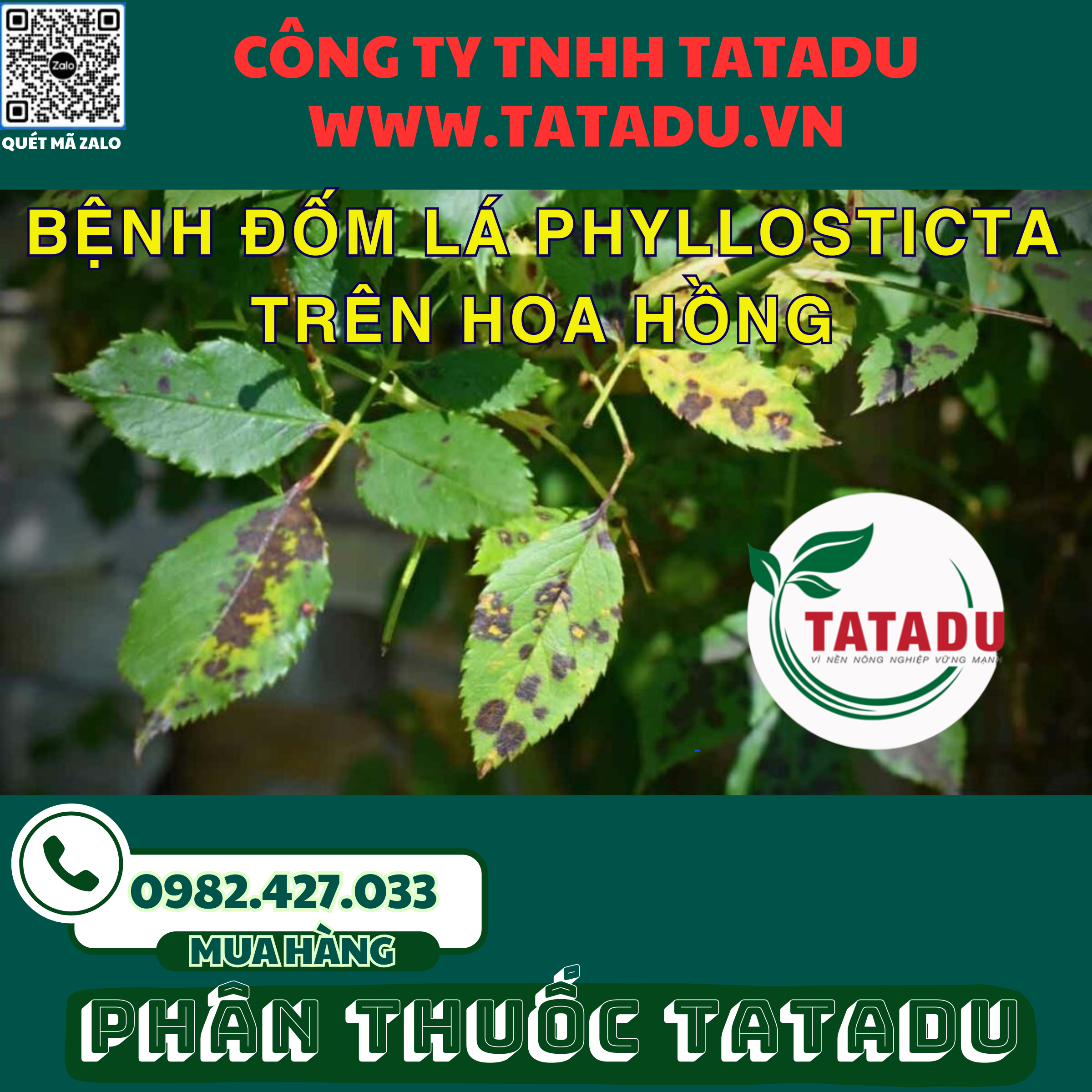 BENH DOM LA PHYLLOSTICTA TREN HOA HONG BENH DOM LA PHYLLOSTICTA TREN HOA HONG
