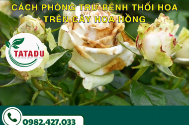 CÁCH PHÒNG TRỪ BỆNH THỐI HOA TRÊN CÂY HOA HỒNG