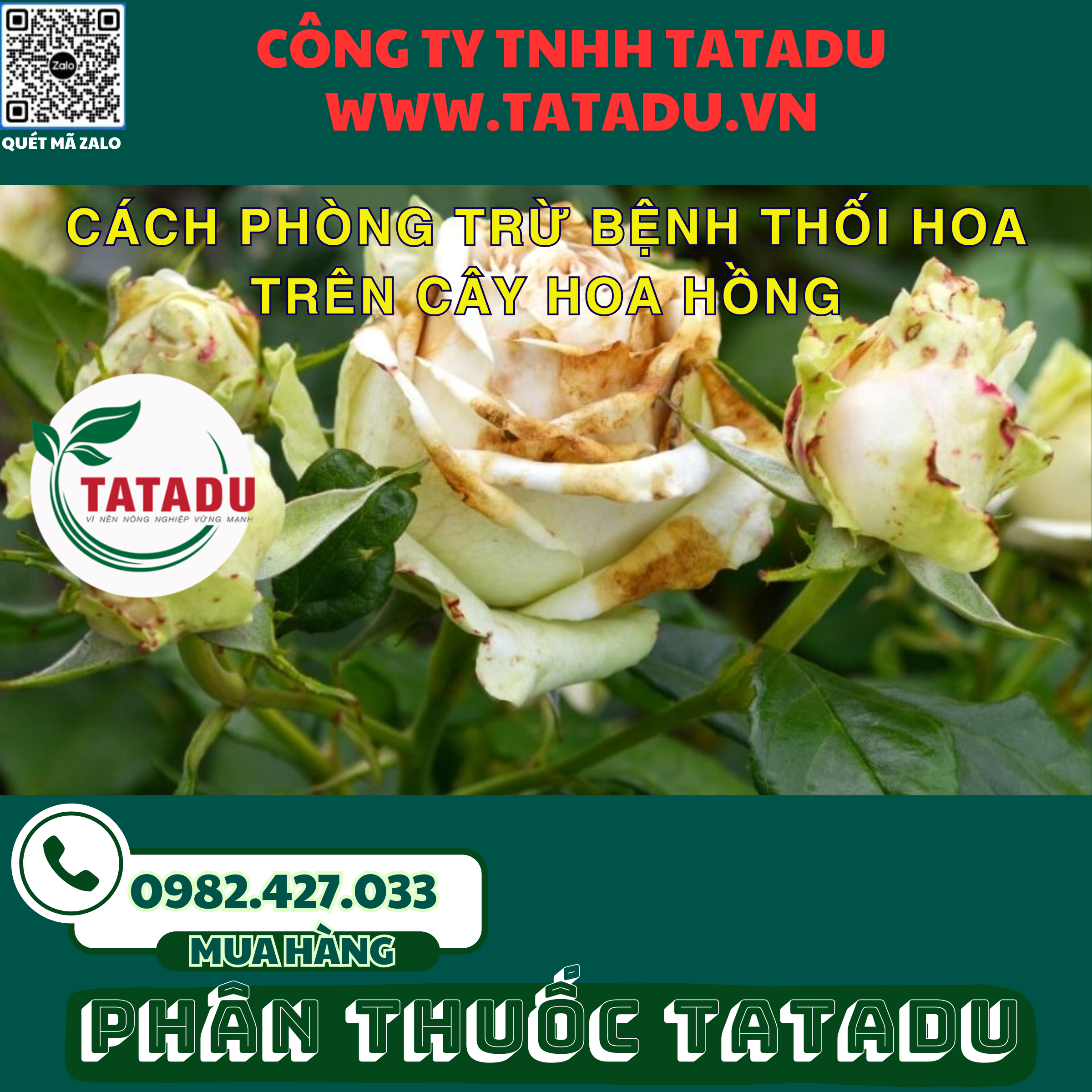 CACH PHONG TRU BENH THOI HOA TREN CAY HOA HONG 1
