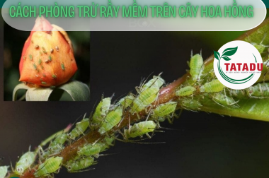 CÁCH PHÒNG TRỪ RẦY MỀM TRÊN CÂY HOA HỒNG