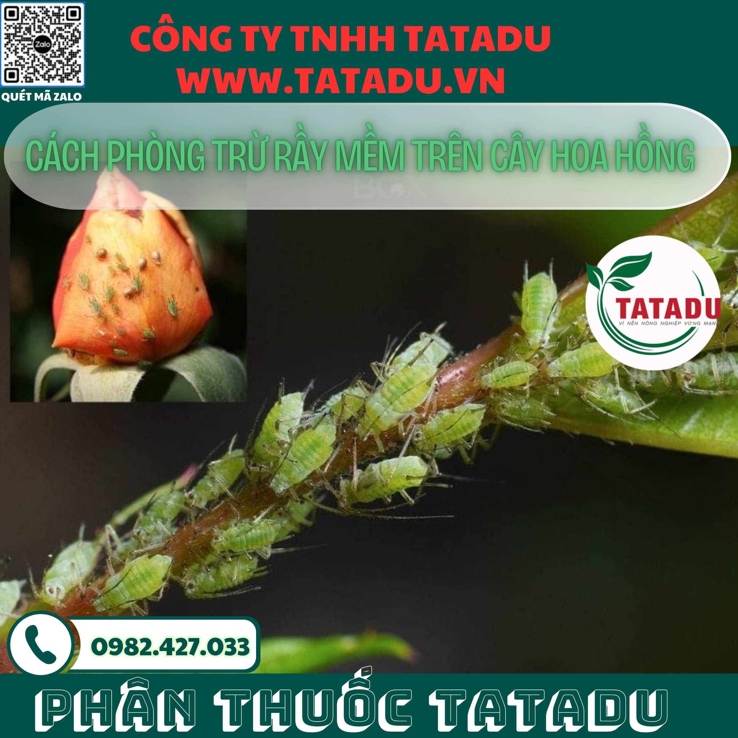 CACH PHONG TRU RAY MEM TREN CAY HOA HONG 1 CACH PHONG TRU RAY MEM TREN CAY HOA HONG 1