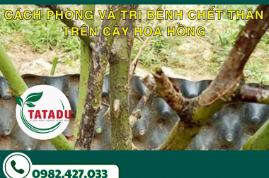 CÁCH PHÒNG VÀ TRỊ BỆNH CHẾT THÂN TRÊN CÂY HOA HỒNG