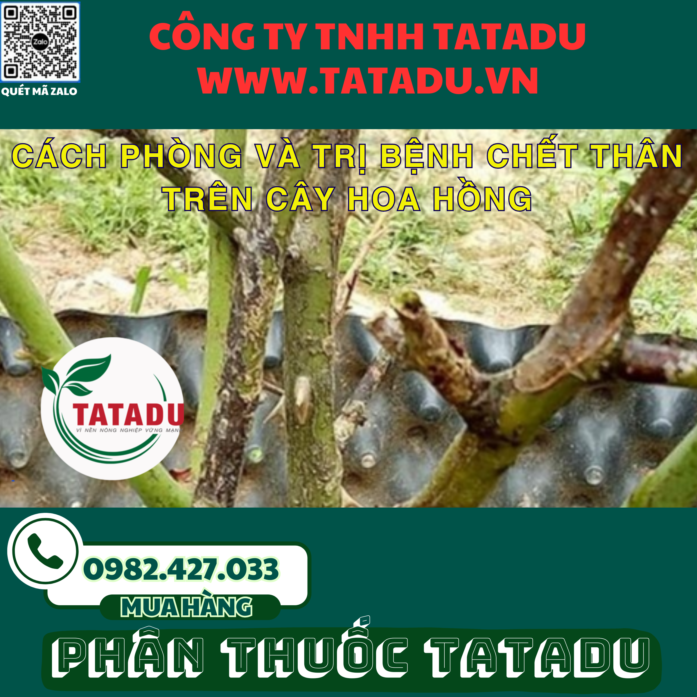 CACH PHONG VA TRI BENH CHET THAN TREN CAY HOA HONG