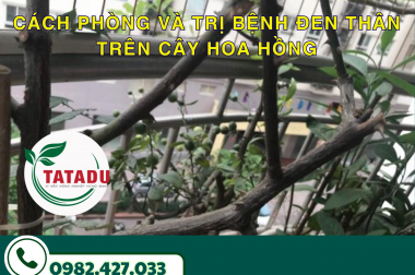 CÁCH PHÒNG VÀ TRỊ BỆNH ĐEN THÂN TRÊN CÂY HOA HỒNG