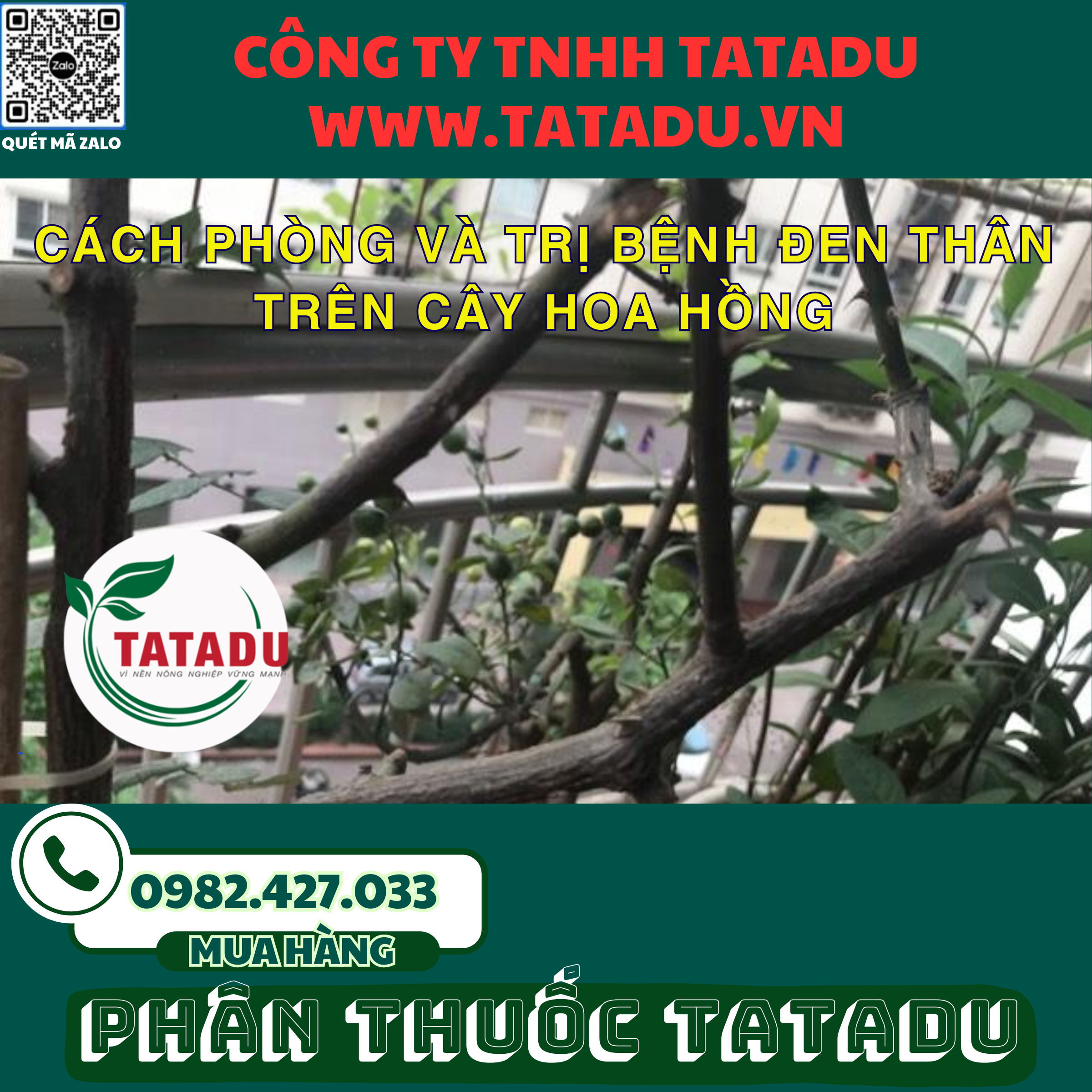 CACH PHONG VA TRI BENH DEN THAN TREN CAY HOA HONG 1 CACH PHONG VA TRI BENH DEN THAN TREN CAY HOA HONG 1