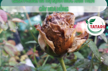 CÁCH PHÒNG VÀ TRỊ BỆNH MỐC XÁM TRÊN CÂY HOA HỒNG