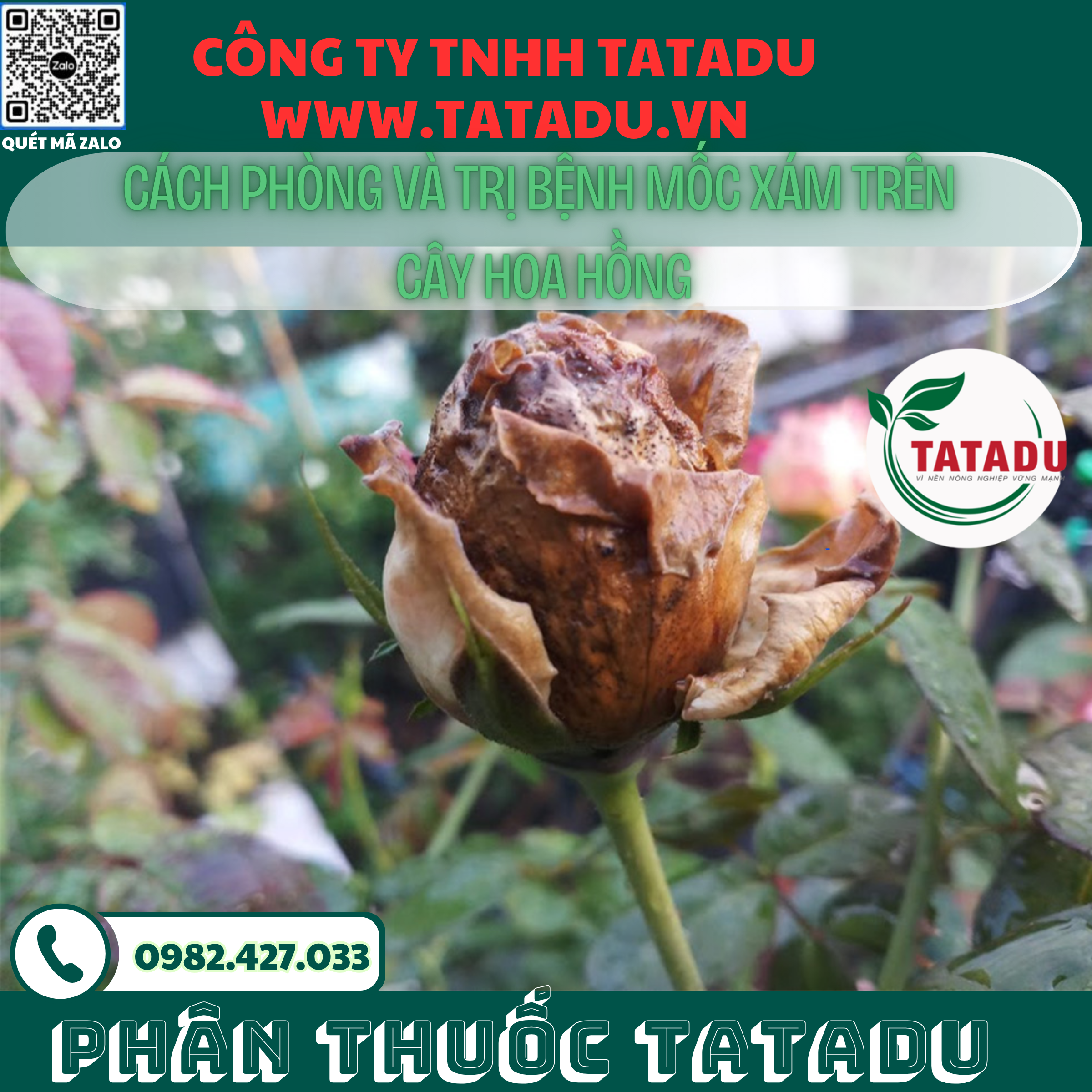 CACH PHONG VA TRI BENH MOC XAM TREN CAY HOA HONG 1
