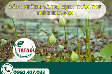 CÁCH PHÒNG VÀ TRỊ BỆNH THÁN THƯ TRÊN HOA SEN