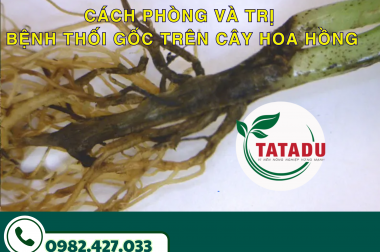 CÁCH PHÒNG VÀ TRỊ BỆNH THỐI GỐC TRÊN CÂY HOA HỒNG