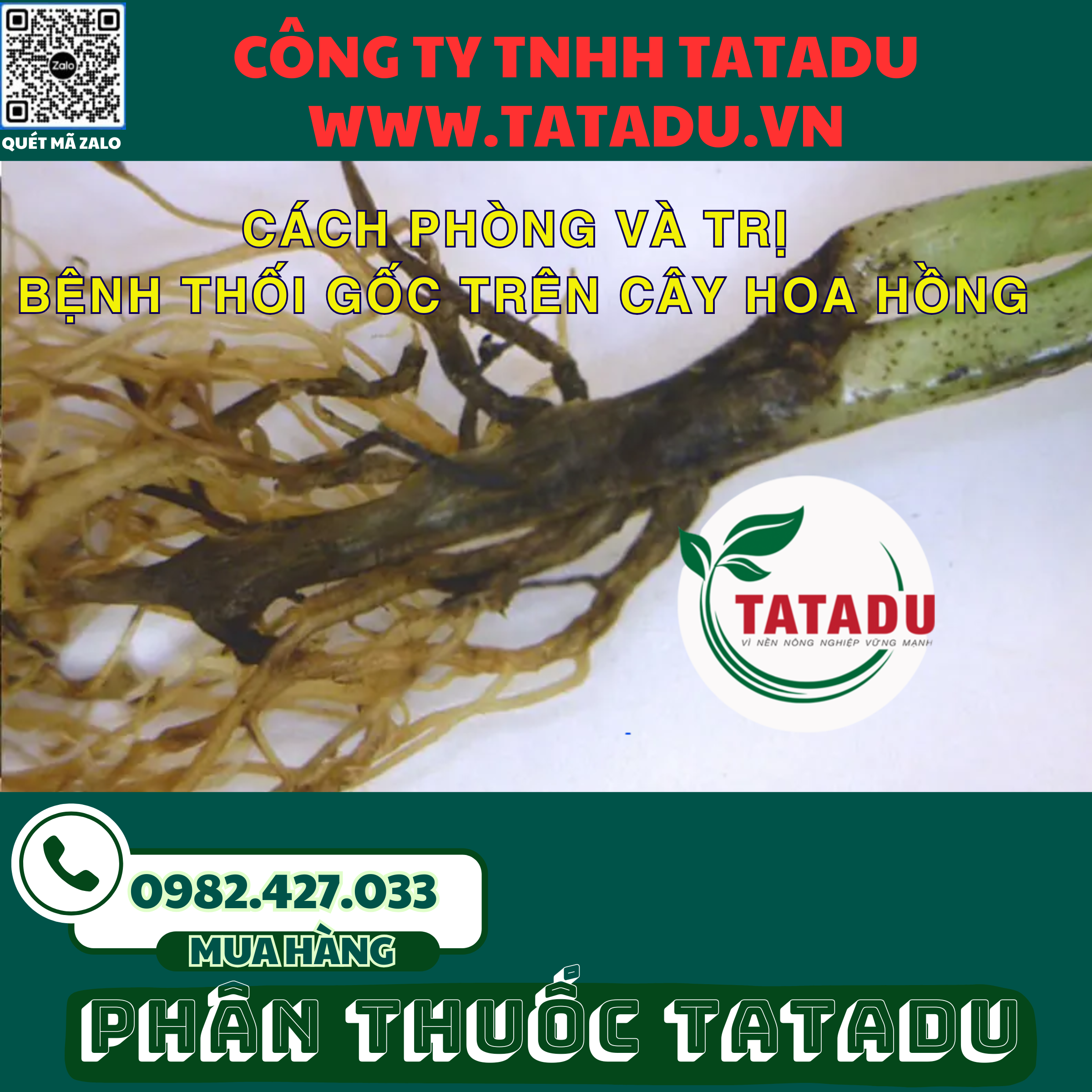 CACH PHONG VA TRI BENH THOI GOC TREN CAY HOA HONG 1