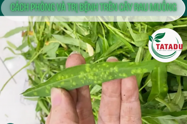 CÁCH PHÒNG VÀ TRỊ BỆNH TRÊN CÂY RAU MUỐNG