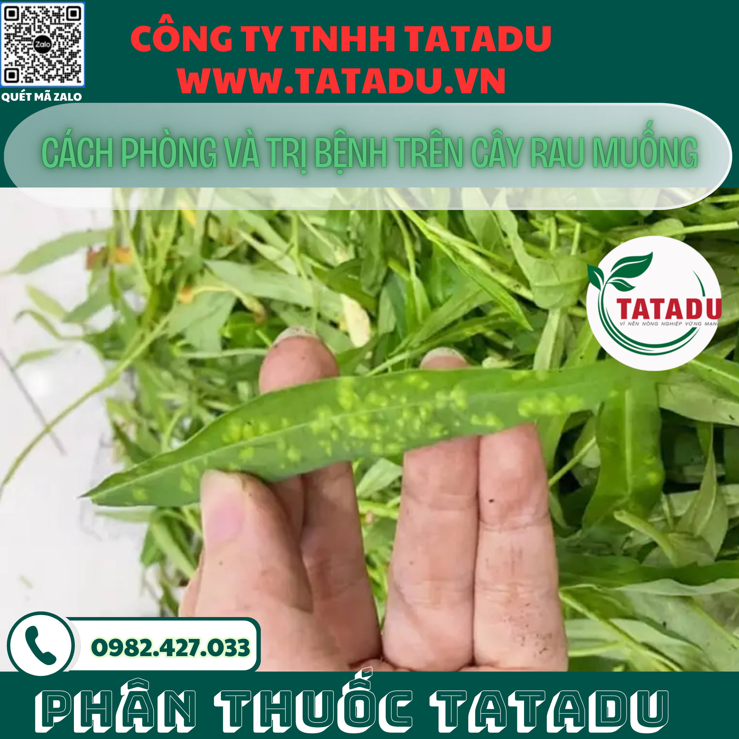 CACH PHONG VA TRI BENH TREN CAY RAU MUONG 1