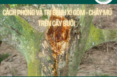CÁCH PHÒNG VÀ TRỊ BỆNH XÌ GÔM – CHẢY MỦ TRÊN CÂY BƯỞI