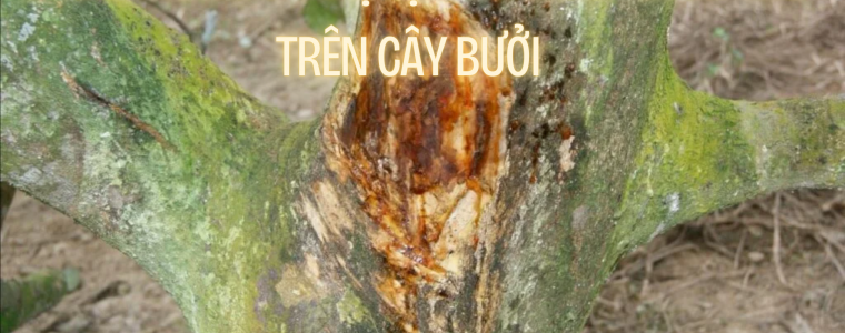 CACH PHONG VA TRI BENH XI GOM CHAY MU TREN CAY BUOI