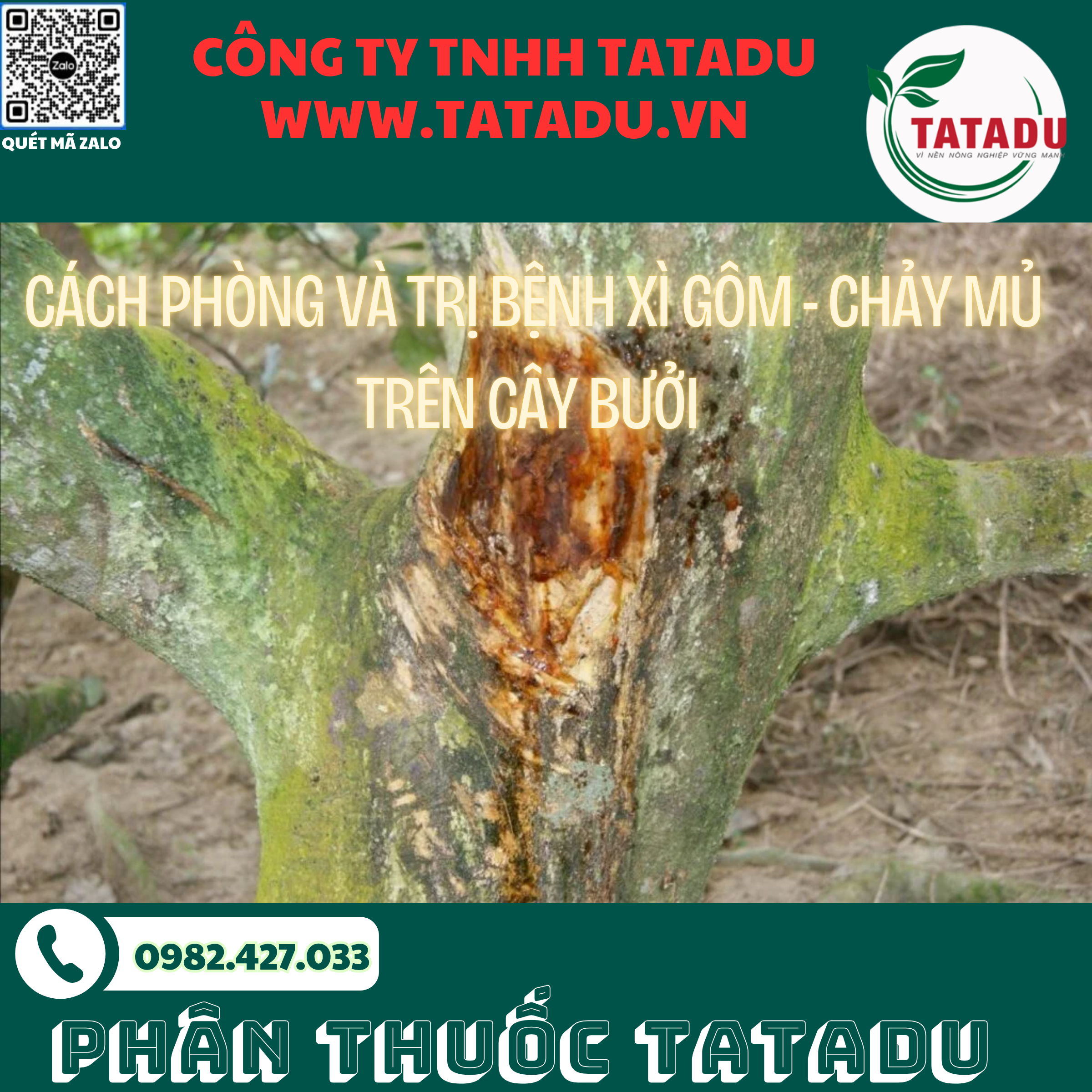 CACH PHONG VA TRI BENH XI GOM CHAY MU TREN CAY BUOI