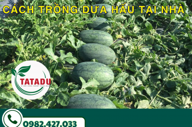 CÁCH TRỒNG DƯA HẤU TẠI NHÀ