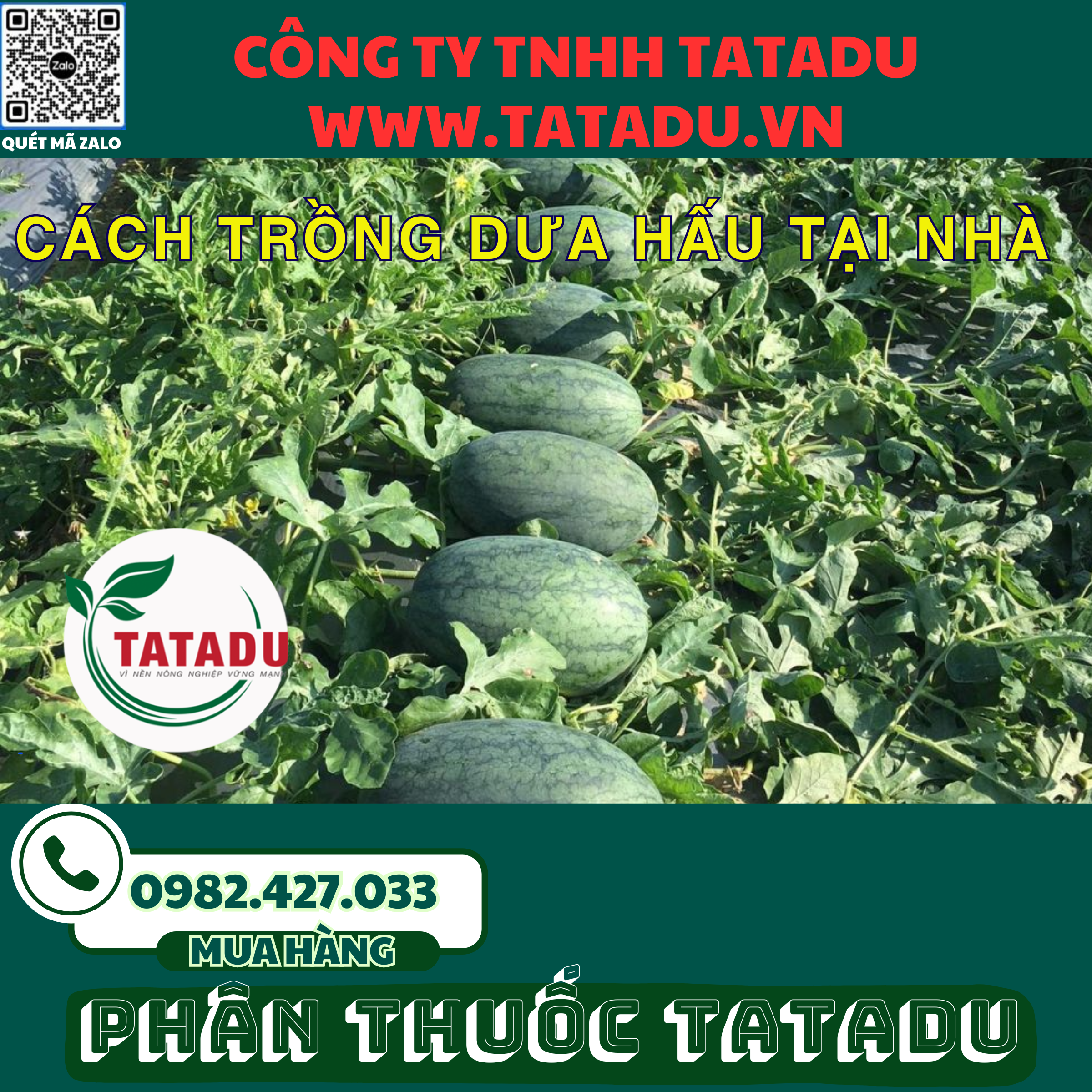 CACH TRONG DUA HAU TAI NHA 1
