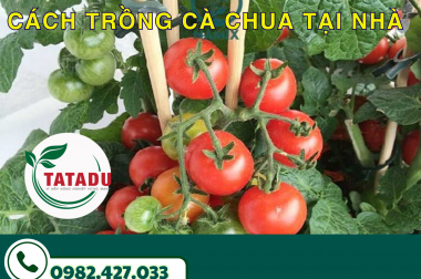 CÁCH TRỒNG CÀ CHUA TẠI NHÀ