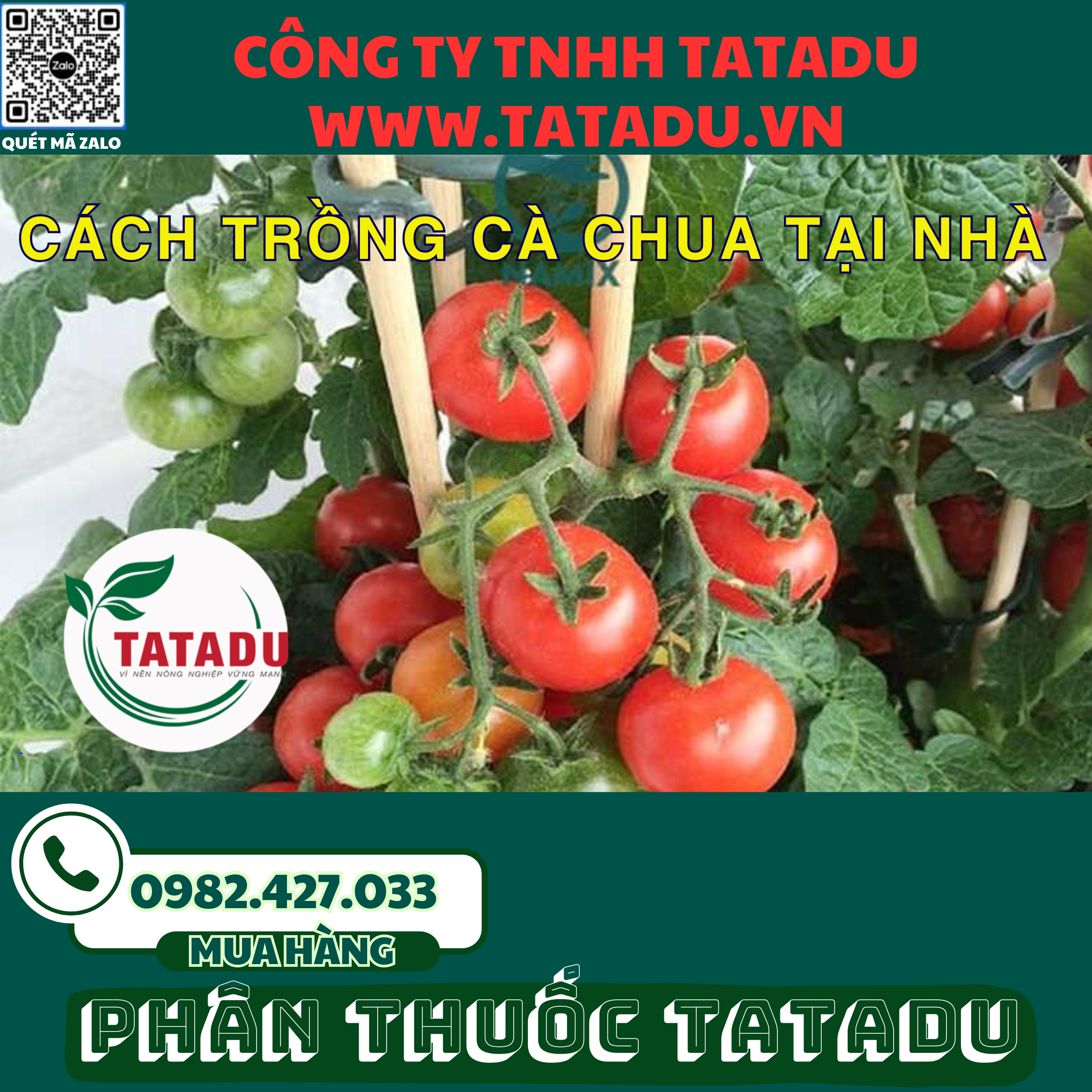 CACH TRONG DUA HAU TAI NHA 2