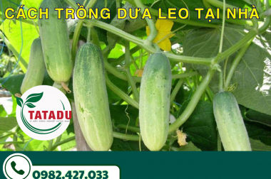 CÁCH TRỒNG DƯA LEO TẠI NHÀ