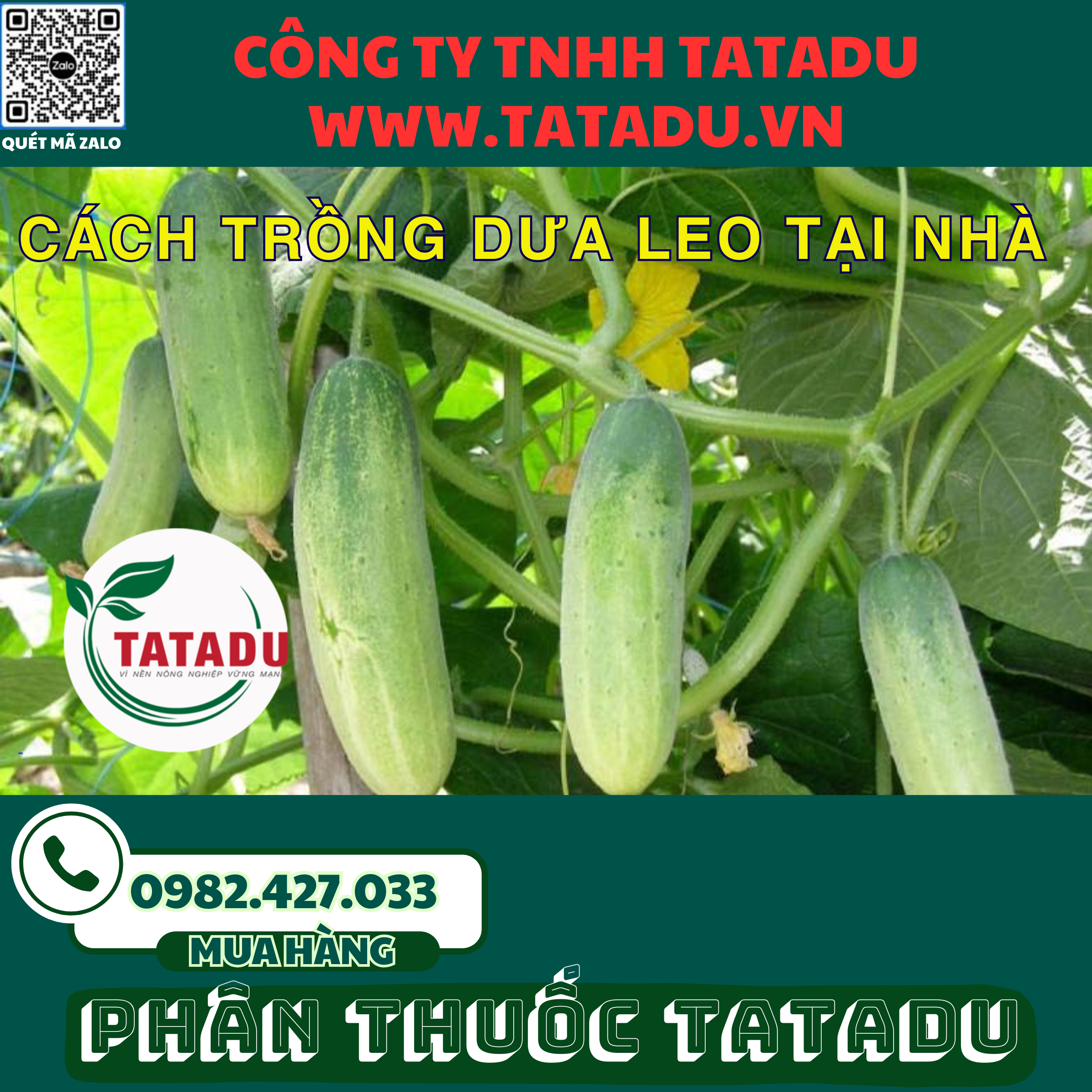 CACH TRONG DUA LEO TAI NHA 1