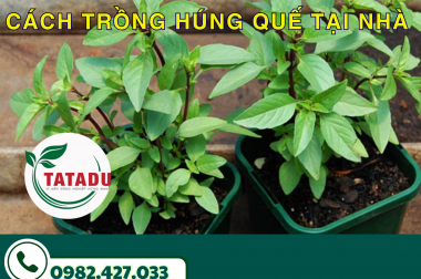 CÁCH TRỒNG HÚNG QUẾ TẠI NHÀ