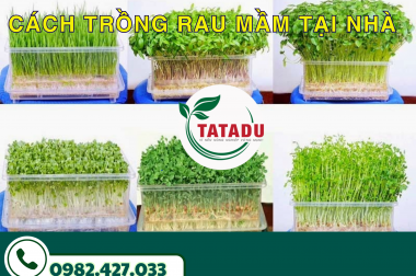 CÁCH TRỒNG RAU MẦM TẠI NHÀ