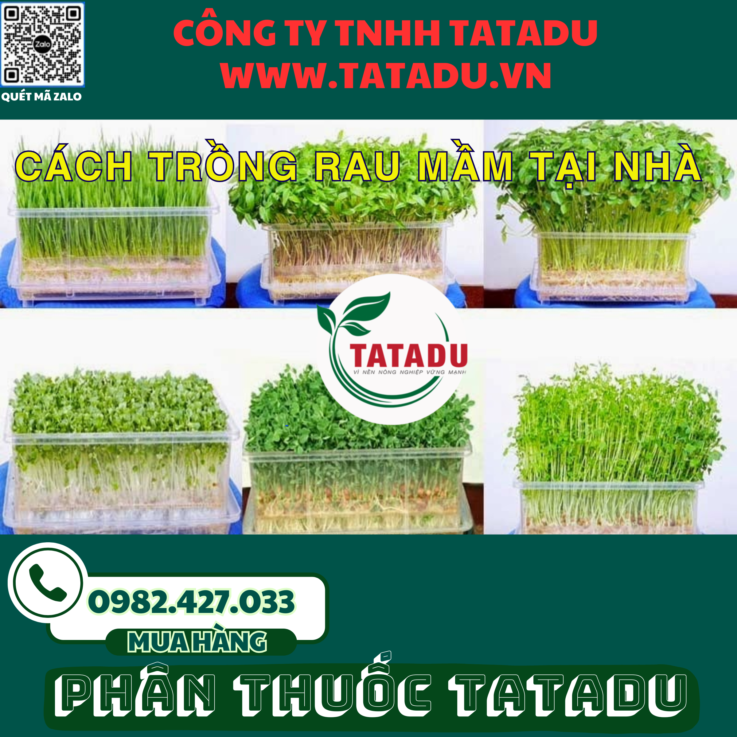 CACH TRONG RAU MAM TAI NHA